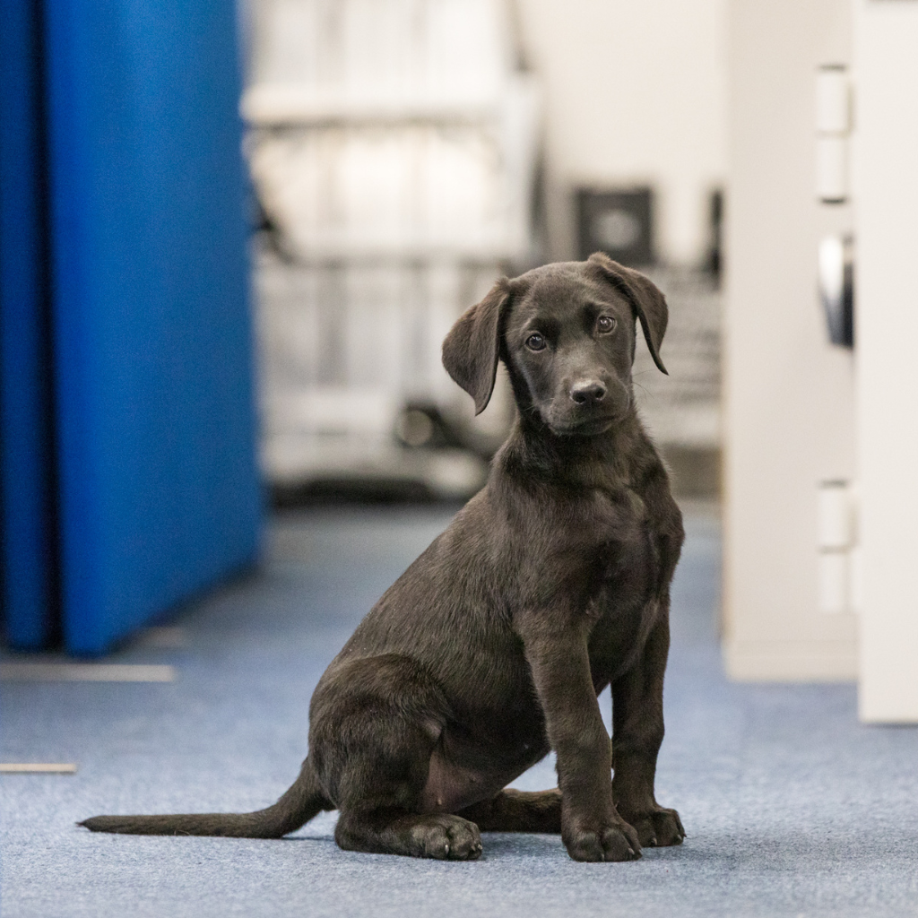 Poppy is a black labrador puppy who visits the office every now and again